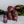 BEET IT Circulation Nitrate 300 - Organic Beet juice shots - 2.4 fl. oz. (pack of 15) - Beet It US